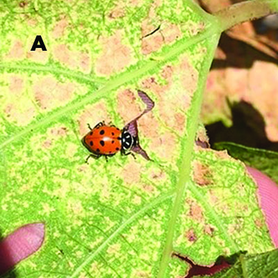 Fig. 12A: Photograph of an adult convergent lady beetle.